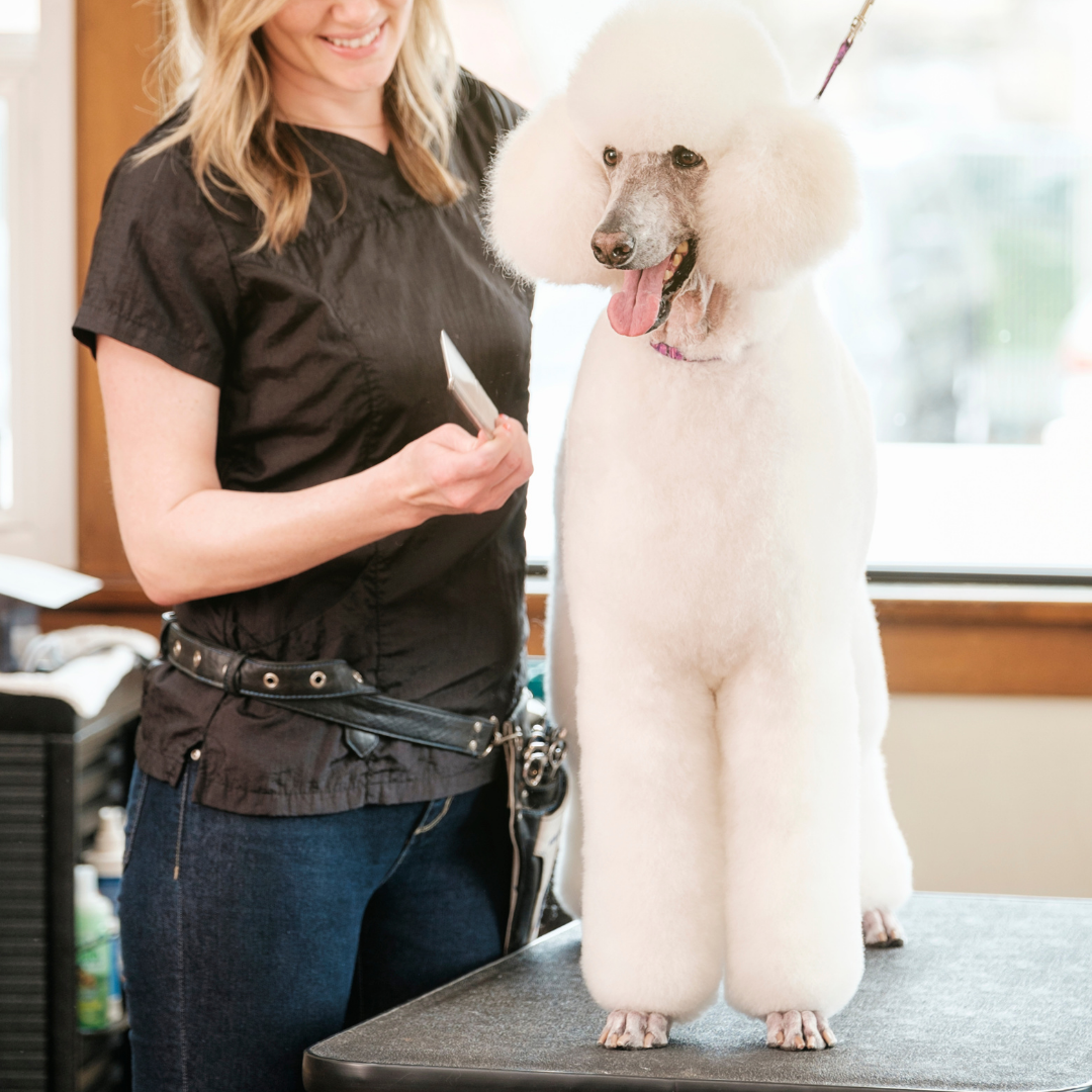 Poodle 2025 grooming shears